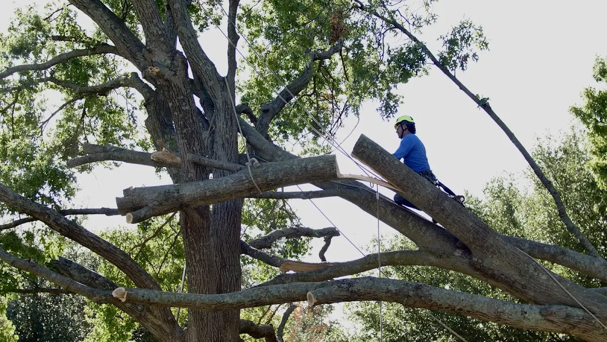 Professional Hazardous Tree Removal performed by certified arborists in Bienville