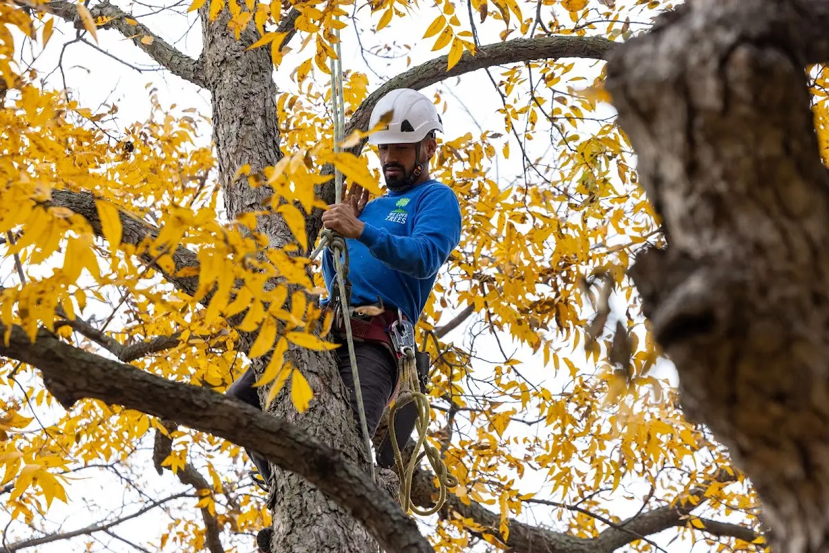 Skilled Tree Pruning crew working in Bienville